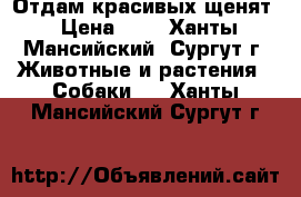 Отдам красивых щенят › Цена ­ 1 - Ханты-Мансийский, Сургут г. Животные и растения » Собаки   . Ханты-Мансийский,Сургут г.